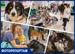 Им нужен дом, забота и ласка: в Ростове прошел добрый фестиваль животных