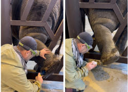 В Ростовском-на-Дону зоопарке рассказали, зачем делают педикюр слонам