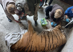 В зоопарке Ростова сделали маникюр пожилому тигру Артему