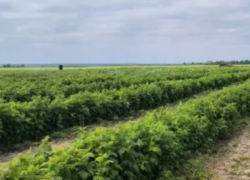 Малиновый бизнес под ключ продают в Ростовской области за 32 млн рублей