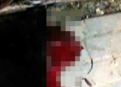 Захлебываться в луже собственной крови оставил сбитую на дороге собаку ростовский автомобилист