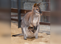 В парке «Лога» родился малыш у пары кенгуру