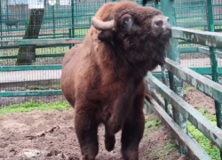 На Алтай отправился годовалый зубр Мураш из Ростова