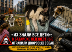 «Их знали все дети»: в Батайске неизвестные отравили дворовых собак, которых всем районом спасали и кормили