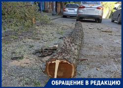 В центре Ростова спилили дерево и оставили ветки на клумбах