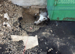 Дорожники заживо похоронили собаку под асфальтом в Ростове