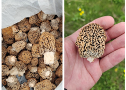 В Ростовской области грибники собирают полные ведра сморчков 