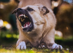 В Ростове с ЦБЖ взыскали 150 тысяч рублей за истерзанную собаками девочку