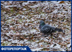 В Ростове выпал первый снег: публикуем волшебные кадры с улиц города