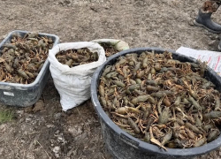 В Ростовской области спасли две тысячи раков после рейда на браконьеров