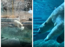 Ростовская белая медведица Айка переехала в Московский зоопарк