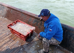 Сотни медуз заполонили Азовское море 