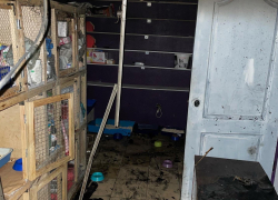 Животные погибли при пожаре в котокафе «Котэдж» в Ростове