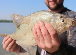 В Ростовской области с 1 мая ослабят часть нерестовых ограничений