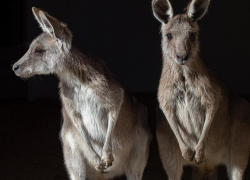 Ростовский-на-Дону зоопарк выбрал имена для двух редких кенгуру