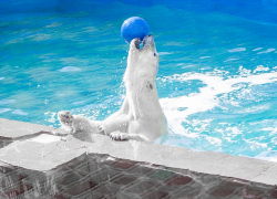 Впервые за 32 года в ростовском зоопарке родился белый медвежонок