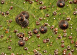 В Ростовской области объявили карантин из-за калифорнийской щитовки  