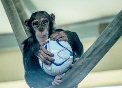 Ростовский зоопарк призывает отдать им футбольные мячи и получить подарки 