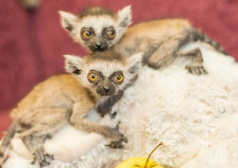 В Ростовском зоопарке показали малышей лемуров
