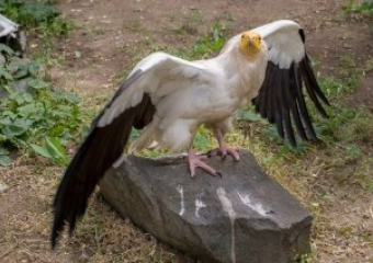 Ростовский зоопарк рассказал о природном экологе, который живет в стенах учреждения