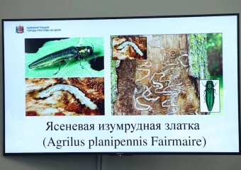 Депутаты против вредителей: в Ростове решается судьба 430 гектаров ясеней