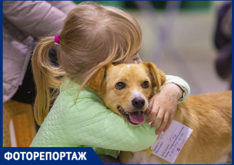 Самый лучший друг: в Ростове прошел благотворительный фестиваль животных «Дай лапу»