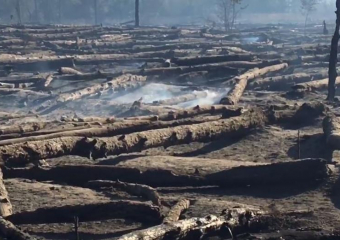 Лесной пожар в Каменском районе Ростовской области локализован на площади в 54 га
