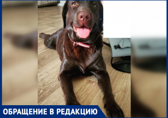 В центре Ростова неизвестный украл собаку