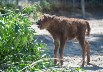 В Ростовском-на-Дону зоопарке выбрали имя для зубренка
