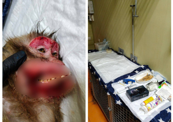 В донском парке «Малинки» произошла драка между взрослыми макаками до крови