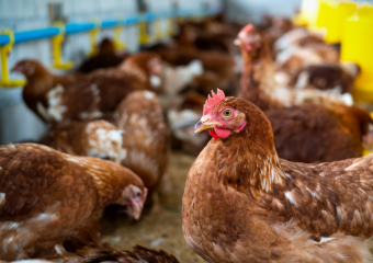 Жителей Ростовской области предупредили о риске птичьего гриппа