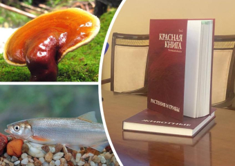 Редкие виды и штрафы за их уничтожение: что изменилось в Красной книге Ростовской области