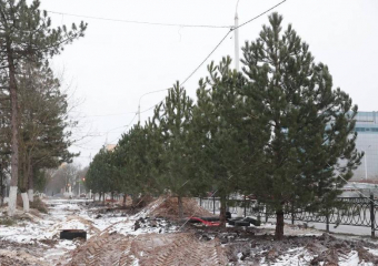 После массовой вырубки здоровых деревьев в центре Новочеркасска высадили сосны