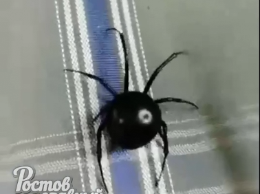 В дом жителя Ростова пробрался ядовитый паук-каракурт