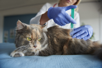 Вакцинация животных в ветеринарной клинике