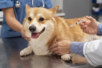 Вакцинация животных в ветеринарной клинике - 
