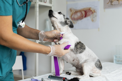 Профилактика заболеваний кожи у животных в ветеринарной клинике - 