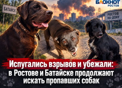 Испугались взрывов и убежали: в Ростове и Батайске продолжают искать пропавших собак