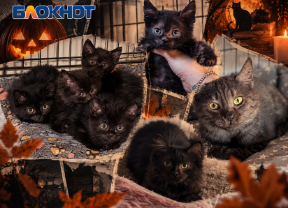 «Чушь и мракобесие»: в Ростове рассказали, действительно ли черных кошек опасно отдавать перед Хэллоуином