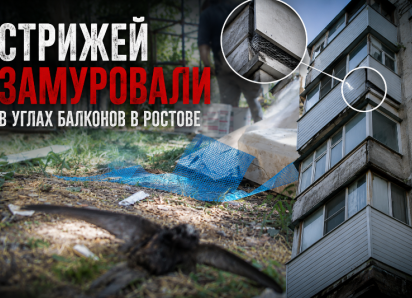 Строители замуровали живых стрижей в углах балконов в Ростове
