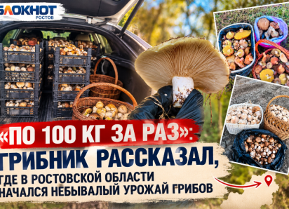 «По 100 кг за раз»: грибник рассказал, где в Ростовской области начался небывалый урожай грибов
