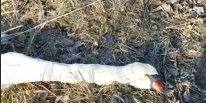 В Ростовской области охотники обнаружили мертвых зайцев и лебедя