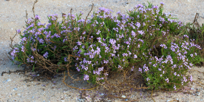 Вы знали, что в Ростовской области растет морская горчица?