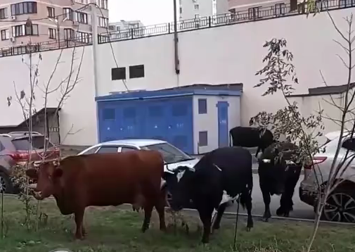 В Ростове стадо коров заметили на лужайке у многоэтажного дома