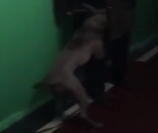 Атака агрессивной собаки на пожилого ростовчанина попала на видео