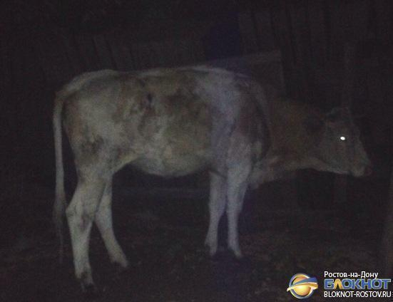 В Ростове корову, привязанную к водовозу, пытались доставить домой