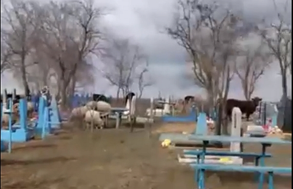 В Ростовской области гуляющие по кладбищу овцы и коровы попали на видео