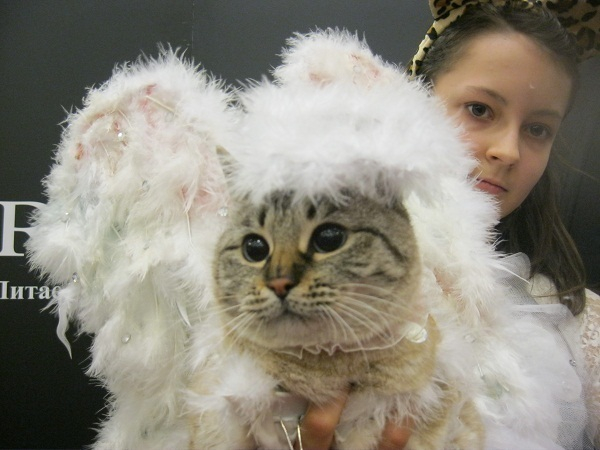 В Ростове на конкурсе кошачьего костюма победила беспородная четвероногая красавица Мишель