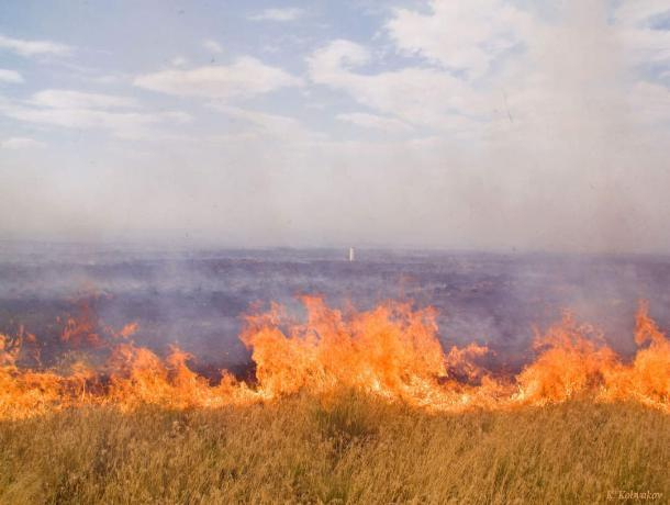 В Ростовской области огонь уничтожил 220 гектаров пшеницы
