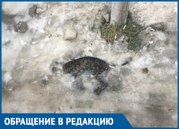 В центре Ростова несчастная кошка превратилась в глыбу льда